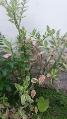 Euphorbia