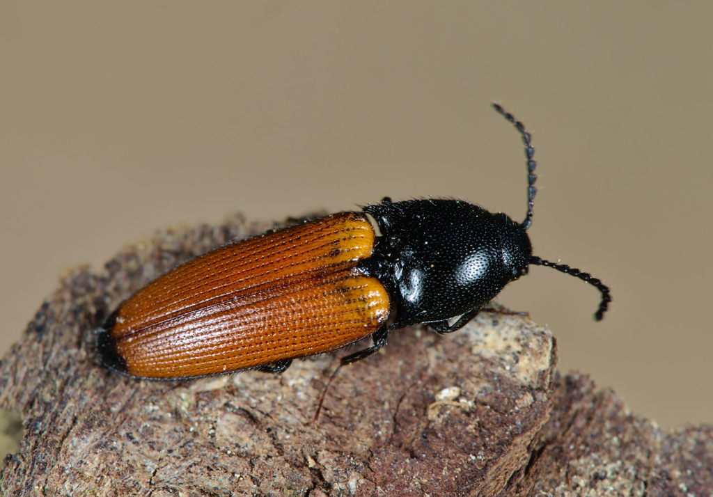 Ampedus glycereus