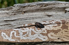 Chrysobothris affinis