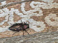 Chrysobothris affinis