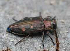 Chrysobothris affinis