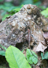 Anolis lemurinus