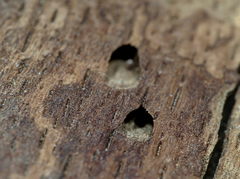 Chrysobothris affinis