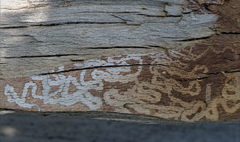 Chrysobothris affinis