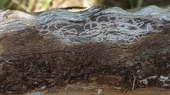 Chrysobothris affinis