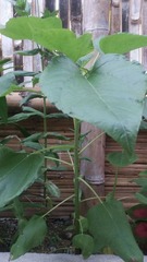 Helianthus annuus