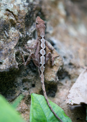 Anolis lemurinus