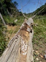 Chrysobothris affinis