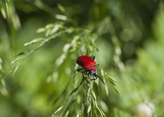 Pyrochroa coccinea