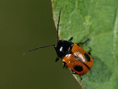 Cryptocephalus bipunctatus