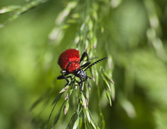 Pyrochroa coccinea
