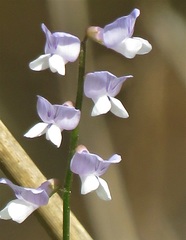 Vicia acutifolia