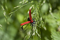 Pyrochroa coccinea