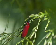 Pyrochroa coccinea