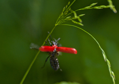 Pyrochroa coccinea