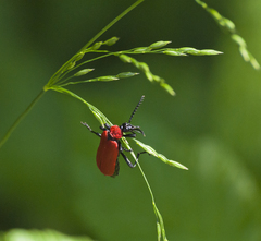 Pyrochroa coccinea