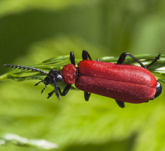 Pyrochroa coccinea