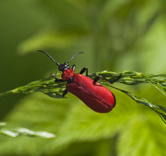Pyrochroa coccinea