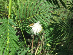 Desmanthus bicornutus