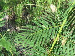 Desmanthus bicornutus