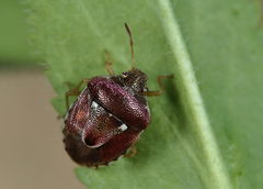 Stagonomus bipunctatus pusillus