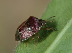 Stagonomus bipunctatus pusillus