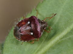Stagonomus bipunctatus pusillus