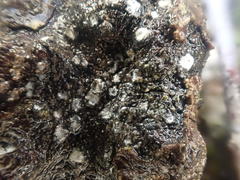 Propolis farinosa
