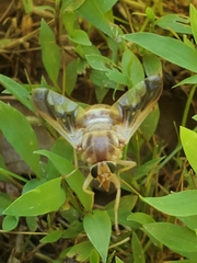 Goniops chrysocoma