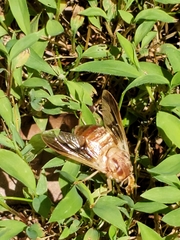 Goniops chrysocoma