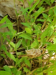 Goniops chrysocoma