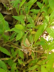 Goniops chrysocoma