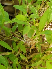 Goniops chrysocoma