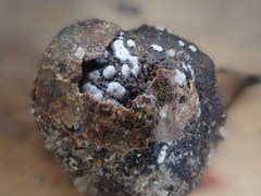 Propolis farinosa