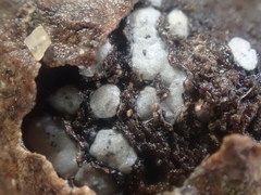 Propolis farinosa