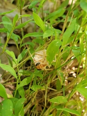 Goniops chrysocoma