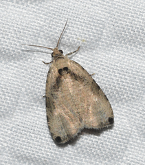 Olethreutes exoletum