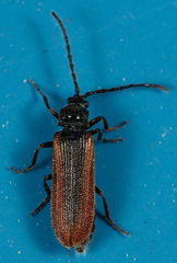 Omalisus fontisbellaquei