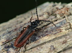 Omalisus fontisbellaquei