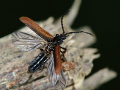 Omalisus fontisbellaquei