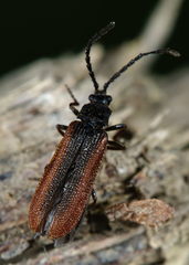 Omalisus fontisbellaquei