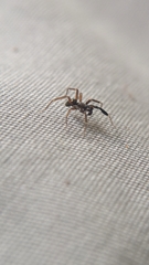 Phrurotimpus borealis