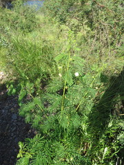 Desmanthus bicornutus