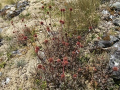 Acaena saccaticupula