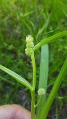 Sparganium glomeratum