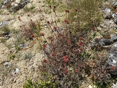 Acaena saccaticupula