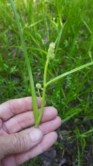 Sparganium glomeratum
