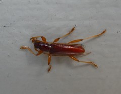 Astetholida lucida