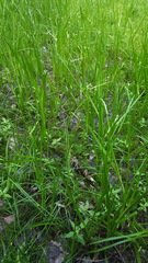 Sparganium glomeratum