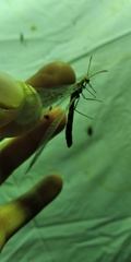Megistopus flavicornis